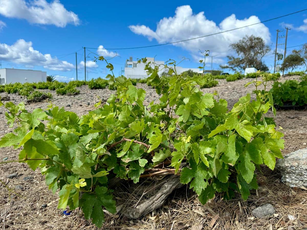 Vine technique in Santorini 'kouloura'