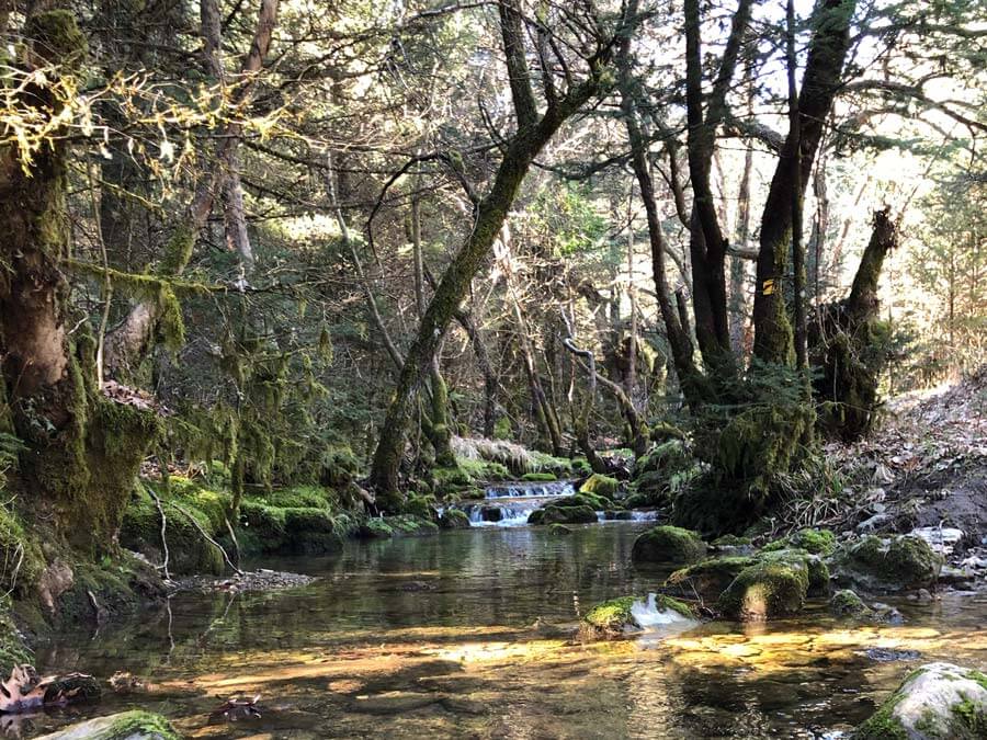 Credit: Greek TravelTellers Hiking in Mainalo, day trip from Athens