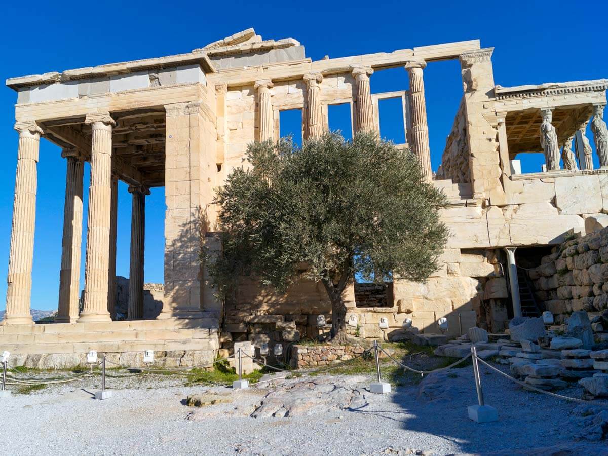 Credit: Greek TravelTellers The olive tree next to the Erechtheion on Acropolis Hill